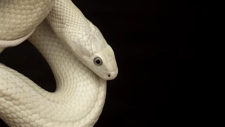 A White Snake in Dream Islamic Interpretation - Sakeena Academy